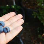 Blueberries in my garden